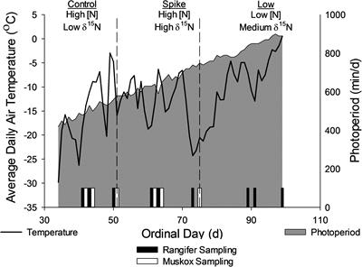 Winter Is Coming: Conserving Body Protein in Female Reindeer, Caribou, and Muskoxen